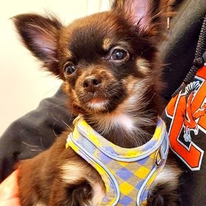 Meet your Posher, Kim